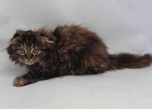 愛知県のスコティッシュフォールド (ひごペットフレンドリープライムツリー赤池店/2025年8月14日生まれ/女の子/ブラウンタビーホワイト)の子猫の2枚目の画像