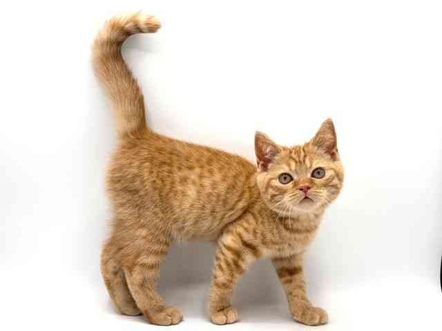 奈良県のスコティッシュフォールド (ひごペットフレンドリー田原本店/2025年8月23日生まれ/男の子/レッドタビー)の子猫の2枚目の画像