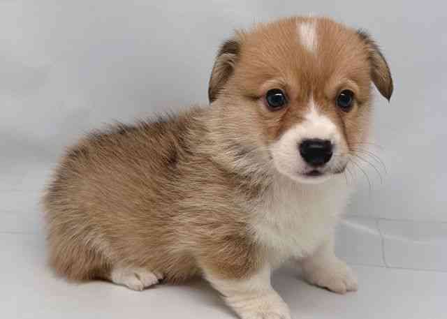 鳥取県のウェルシュコーギーペンブローク (ひごペットフレンドリーイオンモール鳥取北店/2025年8月24日生まれ/男の子/レッドホワイト)の子犬の2枚目の画像