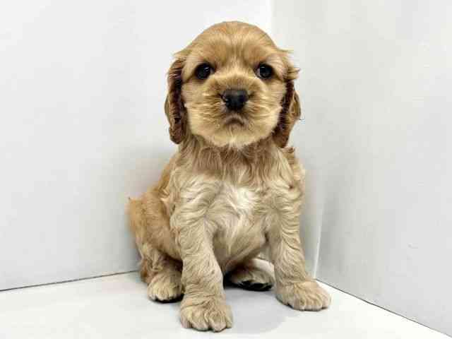 大阪府のアメリカンコッカースパニエル (ひごペットフレンドリーセブンパーク天美店/2025年8月25日生まれ/女の子/バフ)の子犬の2枚目の画像