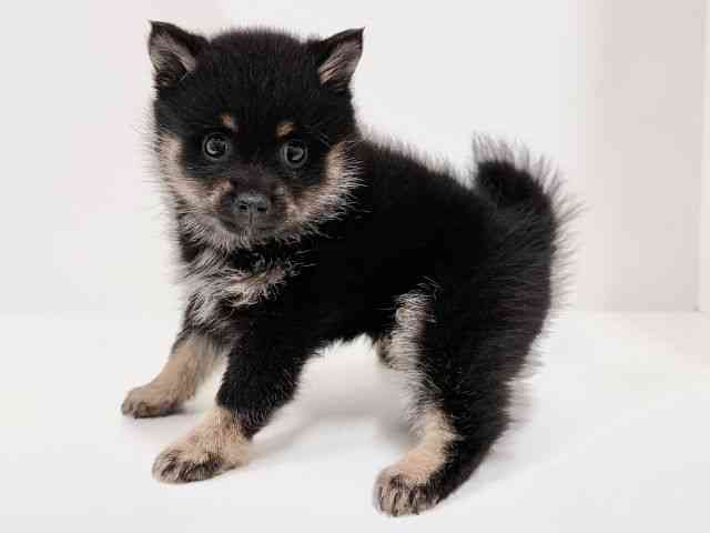 奈良県のポメ柴/豆ポメ/ポメ豆柴(ポメラニアン×柴犬) (ひごペットフレンドリーイオンモール橿原ウエスト・ビレッジ店/2025年8月17日生まれ/女の子/黒)の子犬の2枚目の画像