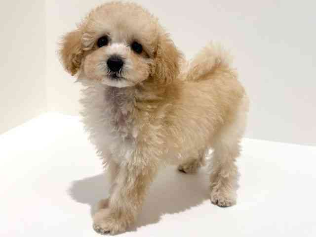 大阪府のハーフ犬・ミックス犬 (ひごペットフレンドリーイオン高槻店/2025年8月23日生まれ/男の子/アプリコット)の子犬の2枚目の画像