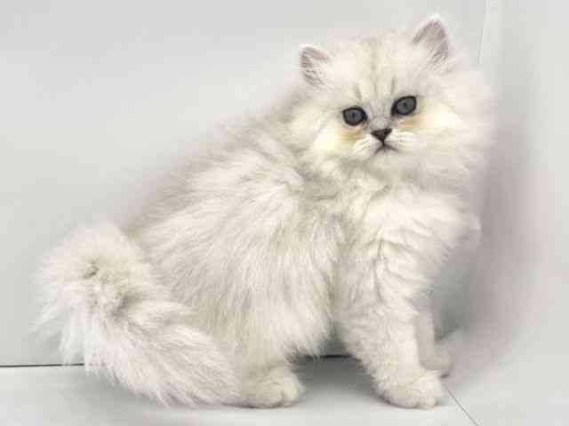 兵庫県のペルシャ (ひごペットフレンドリークラウンパーク伊丹店/2025年8月25日生まれ/女の子/チンチラシルバー)の子猫の2枚目の画像