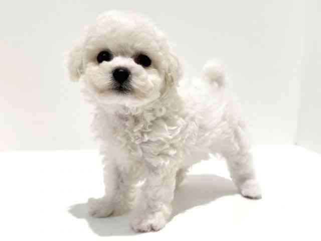 大阪府のビションフリーゼ (ひごペットフレンドリーイオン高槻店/2025年8月24日生まれ/男の子/ホワイト)の子犬の2枚目の画像