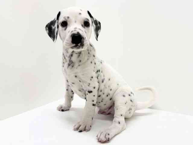 大阪府のダルメシアン (ひごペットフレンドリーくずはモール店/2025年8月24日生まれ/男の子/ブラックホワイト)の子犬の2枚目の画像