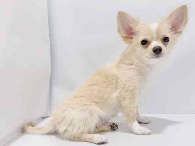 大阪府のパピチー/チワパピ(パピヨン×チワワ) (ひごペットフレンドリーイズミヤショッピングセンター千里丘店/2025年8月24日生まれ/女の子/クリームホワイト)の子犬の2枚目の画像