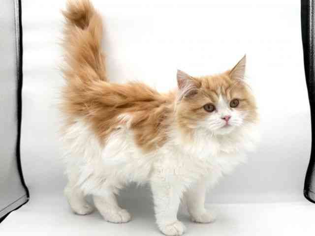 大阪府のサイベリアン (ひごペットフレンドリーイオンそよら海老江店/2025年8月12日生まれ/女の子/レッドホワイト)の子猫の2枚目の画像