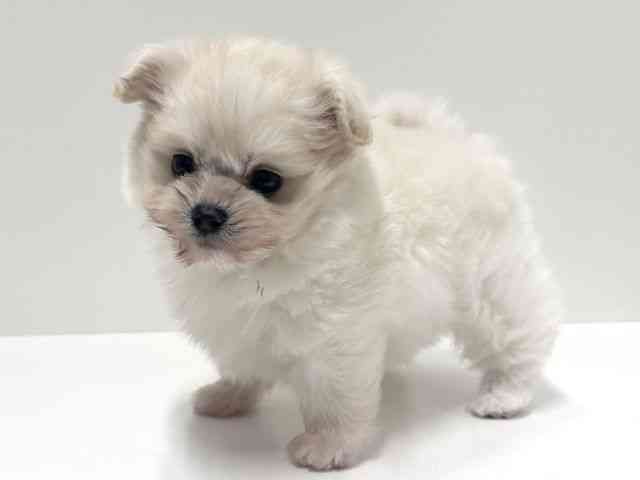 愛知県のポメプー(ポメラニアン×プードル) (ひごペットフレンドリーららぽーと名古屋みなとアクルス店/2025年8月26日生まれ/女の子/ホワイト)の子犬の2枚目の画像