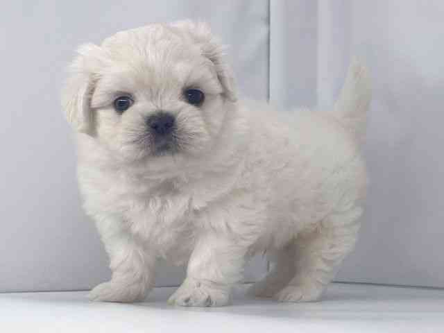 兵庫県のペキマル/マルペキ(ペキニーズ×マルチーズ) (ひごペットフレンドリーイオンタウン加古川店/2025年8月25日生まれ/男の子/ホワイト)の子犬の2枚目の画像