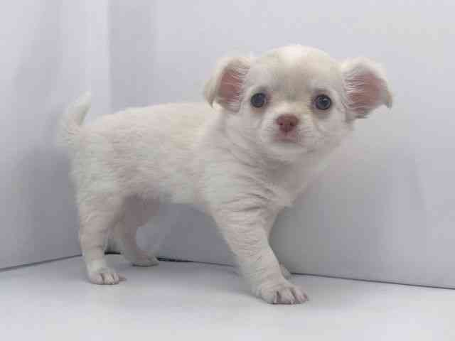 兵庫県のチワワ(ロング) (ひごペットフレンドリーイオンタウン加古川店/2025年8月26日生まれ/女の子/クリームホワイト)の子犬の2枚目の画像