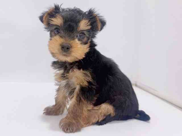 大阪府のヨークシャーテリア (ひごペットフレンドリーイズミヤショッピングセンター千里丘店/2025年8月24日生まれ/女の子/スチールブルータン)の子犬の2枚目の画像