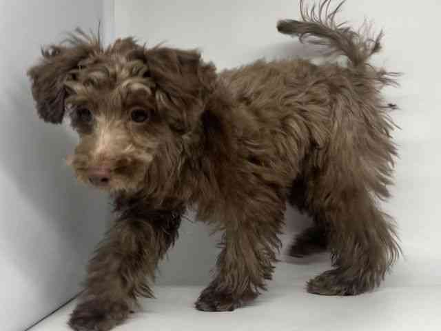 徳島県のトイプードル(トイ) (ひごペットフレンドリーゆめタウン徳島店/2025年8月25日生まれ/男の子/ブラウン)の子犬の2枚目の画像