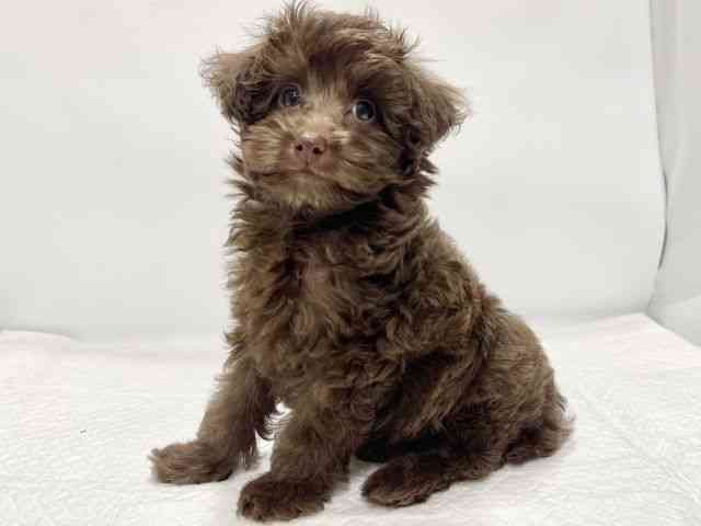 高知県のトイプードル(トイ) (ひごペットフレンドリーイオンモール高知店/2025年8月25日生まれ/男の子/ブラウン)の子犬の2枚目の画像