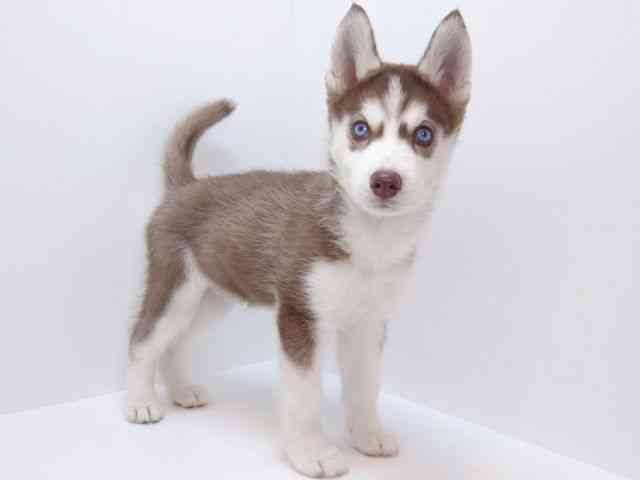 大阪府のシベリアンハスキー (ひごペットフレンドリーいこらもーる泉佐野店/2025年8月28日生まれ/女の子/チョコレートホワイト)の子犬の2枚目の画像