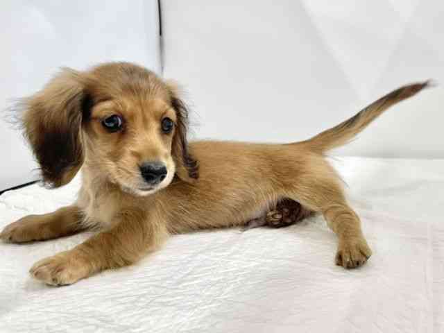 高知県のミニチュアダックスフンド(ロング) (ひごペットフレンドリーイオンモール高知店/2025年8月28日生まれ/男の子/レッド)の子犬の2枚目の画像