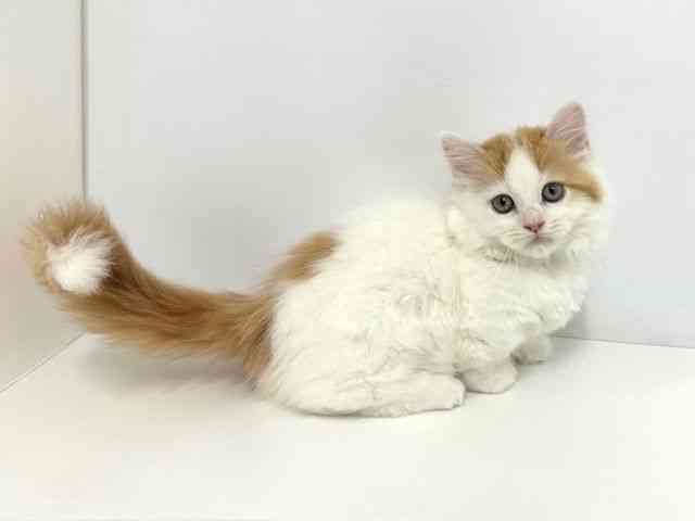 大阪府のマンチカン (ひごペットフレンドリーベルファⅡ都島店/2025年8月21日生まれ/男の子/レッドタビーホワイト)の子猫の2枚目の画像