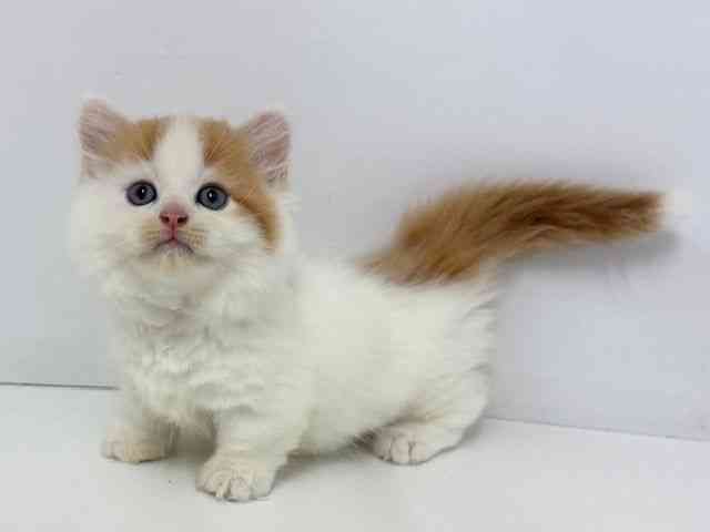 大阪府のマンチカン (ひごペットフレンドリーベルファⅡ都島店/2025年8月21日生まれ/男の子/レッドタビーホワイト)の子猫の2枚目の画像