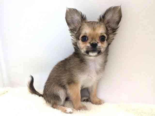 広島県のチワワ(ロング) (ひごペットフレンドリーゆめタウン廿日市店/2025年8月25日生まれ/女の子/レッド)の子犬の2枚目の画像