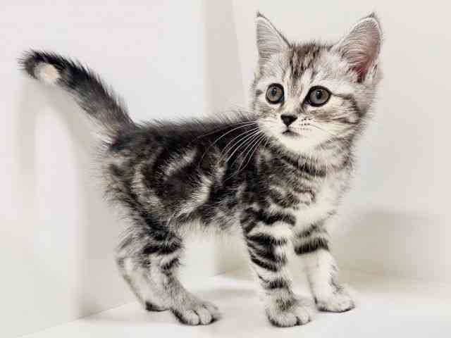 奈良県のスコティッシュフォールド (ひごペットフレンドリーイオンモール橿原ウエスト・ビレッジ店/2025年8月25日生まれ/女の子/シルバーパッチドタビー)の子猫の2枚目の画像