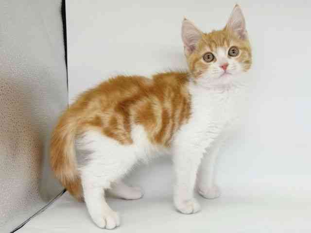 大阪府のスコティッシュフォールド (ひごペットフレンドリー瓜破店/2025年8月25日生まれ/男の子/レッドタビーホワイト)の子猫の2枚目の画像