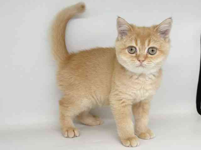 大阪府のブリティッシュショートヘアー (ひごペットフレンドリー瓜破店/2025年8月25日生まれ/男の子/チンチラゴールデン)の子猫の2枚目の画像