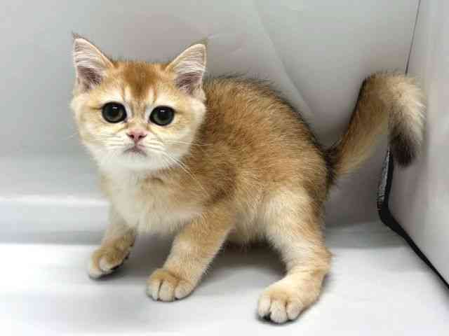 京都府のブリティッシュショートヘアー (ひごペットフレンドリー京都店/2025年8月25日生まれ/男の子/チンチラゴールデン)の子猫の2枚目の画像