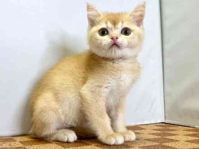 愛媛県のブリティッシュショートヘアー (ひごペットフレンドリーエミフルMASAKI店/2025年8月25日生まれ/男の子/チンチラゴールデン)の子猫の2枚目の画像