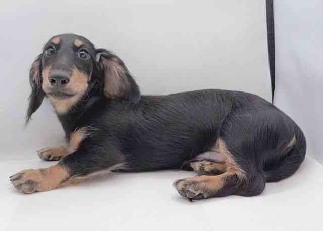 島根県のカニンヘンダックスフンド(ロング) (ひごペットフレンドリーイオン松江ショッピングセンター店/2025年8月27日生まれ/男の子/ブラックイエロー)の子犬の2枚目の画像