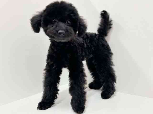 奈良県のトイプードル(トイ) (ひごペットフレンドリーイオンモール橿原ウエスト・ビレッジ店/2025年8月26日生まれ/男の子/ブラック)の子犬の2枚目の画像