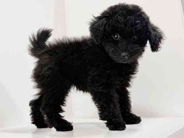 奈良県のトイプードル(トイ) (ひごペットフレンドリーイオンモール橿原ウエスト・ビレッジ店/2025年8月26日生まれ/男の子/ブラック)の子犬の2枚目の画像