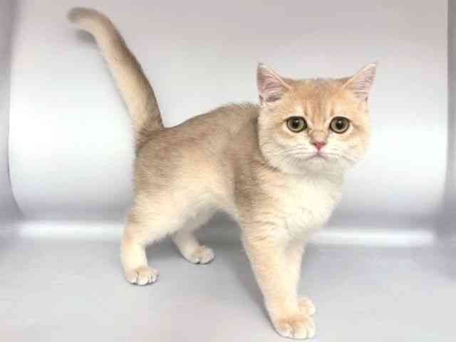 大阪府のブリティッシュショートヘアー (ひごペットフレンドリー岸和田店/2025年8月20日生まれ/女の子/ブルーゴールデンシェーテッド)の子猫の2枚目の画像