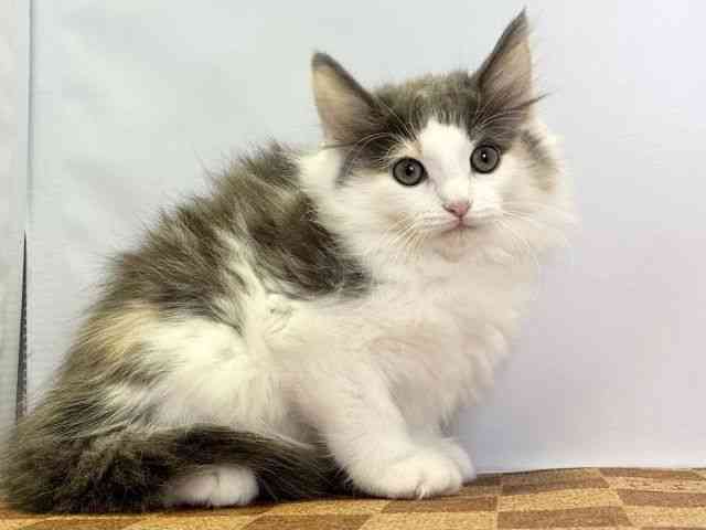 愛媛県のノルウェージャンフォレストキャット (ひごペットフレンドリーエミフルMASAKI店/2025年8月15日生まれ/女の子/ダイリュートキャリコ)の子猫の2枚目の画像