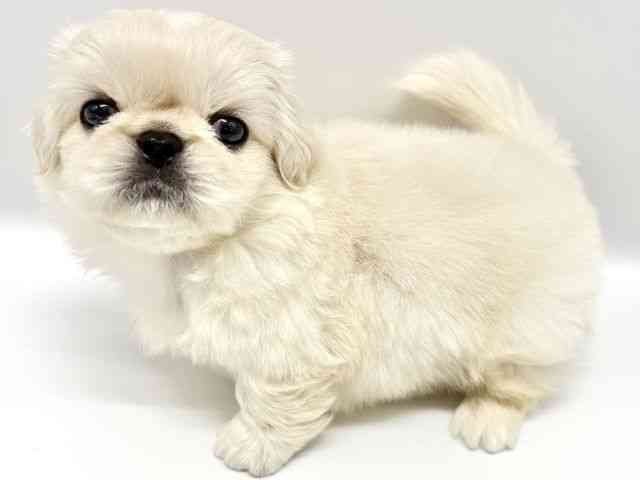 大阪府のペキニーズ (ひごペットフレンドリーイオンタウン豊中庄内店/2025年8月27日生まれ/男の子/ホワイト)の子犬の2枚目の画像