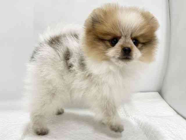 高知県のポメラニアン (ひごペットフレンドリーイオンモール高知店/2025年8月28日生まれ/男の子/オレンジホワイト)の子犬の2枚目の画像