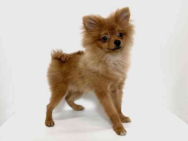 大阪府のポメラニアン (ひごペットフレンドリーアクロスプラザ住之江店/2025年8月28日生まれ/男の子/オレンジ)の子犬の2枚目の画像