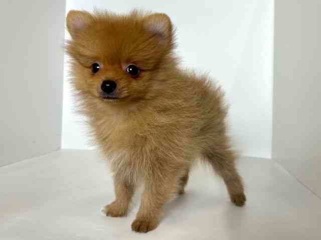 大阪府のポメラニアン (ひごペットフレンドリーアクロスプラザ住之江店/2025年8月28日生まれ/男の子/オレンジ)の子犬の2枚目の画像
