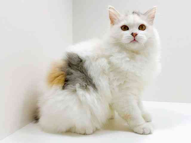 広島県のラガマフィン (ひごペットフレンドリーフジグラン神辺店/2025年8月23日生まれ/女の子/シルバーパッチドタビーホワイト)の子猫の2枚目の画像