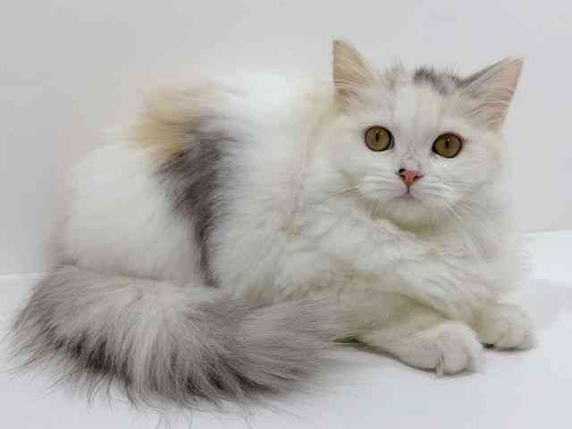 広島県のラガマフィン (ひごペットフレンドリーフジグラン神辺店/2025年8月23日生まれ/女の子/シルバーパッチドタビーホワイト)の子猫の2枚目の画像