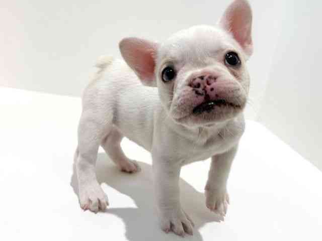 大阪府のフレンチブルドッグ (ひごペットフレンドリーイオン高槻店/2025年8月23日生まれ/女の子/クリーム)の子犬の2枚目の画像