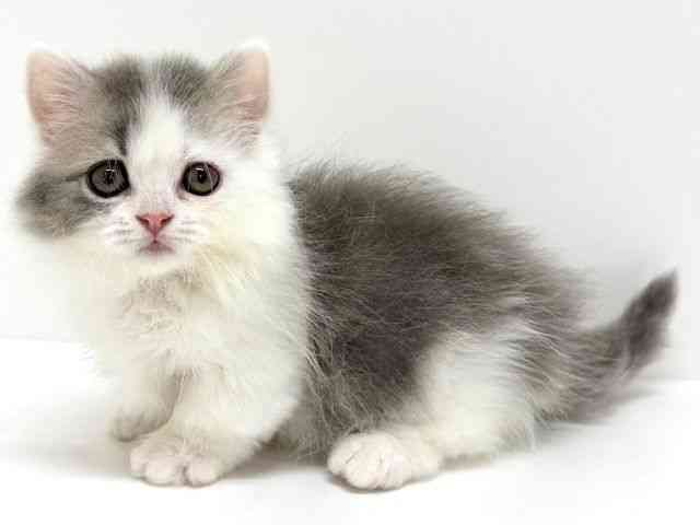 大阪府のマンチカン (ひごペットフレンドリーくずはモール店/2025年8月28日生まれ/女の子/ブルータビーホワイト)の子猫の2枚目の画像