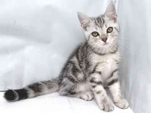 大阪府のアメリカンショートヘアー (ひごペットフレンドリー堺プラットプラット店/2025年8月23日生まれ/男の子/シルバータビー)の子猫の2枚目の画像