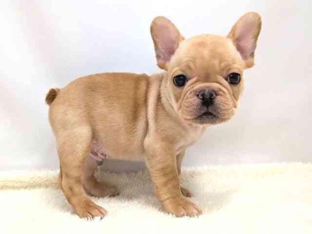 広島県のフレンチブルドッグ (ひごペットフレンドリーゆめタウン廿日市店/2025年8月26日生まれ/男の子/クリーム)の子犬の2枚目の画像