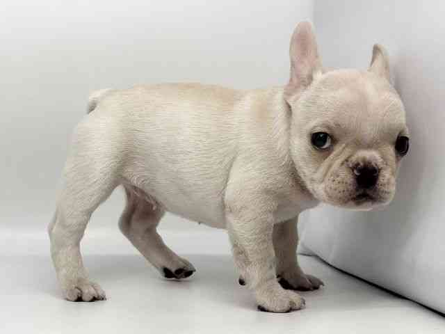 徳島県のフレンチブルドッグ (ひごペットフレンドリーゆめタウン徳島店/2025年8月23日生まれ/女の子/クリーム)の子犬の2枚目の画像