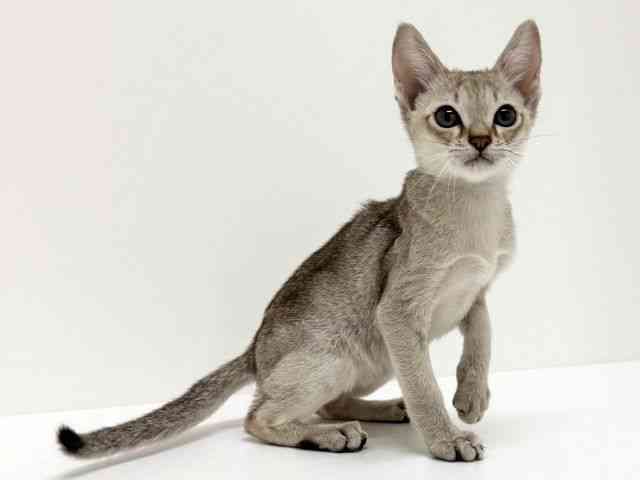 大阪府のシンガプーラ (ひごペットフレンドリーくずはモール店/2025年7月17日生まれ/男の子/セピアアグーティ)の子猫の2枚目の画像