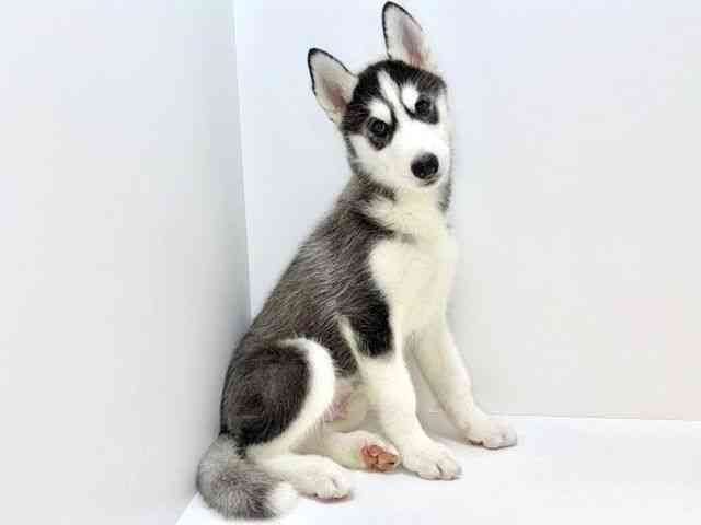大阪府のシベリアンハスキー (ひごペットフレンドリーいこらもーる泉佐野店/2025年8月30日生まれ/男の子/ブラックホワイト)の子犬の2枚目の画像