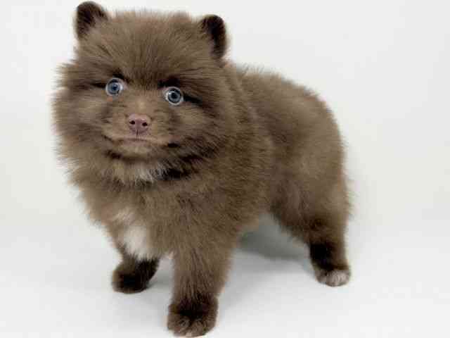 京都府のポメラニアン (ひごペットフレンドリーイズミヤショッピングセンター八幡店/2025年8月30日生まれ/男の子/チョコレートホワイト)の子犬の2枚目の画像