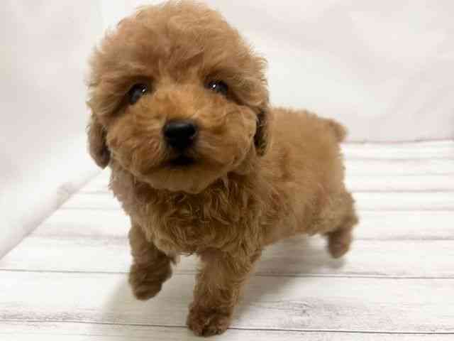 和歌山県のトイプードル(トイ) (ひごペットフレンドリーパームシティ和歌山店/2025年8月30日生まれ/女の子/レッド)の子犬の2枚目の画像