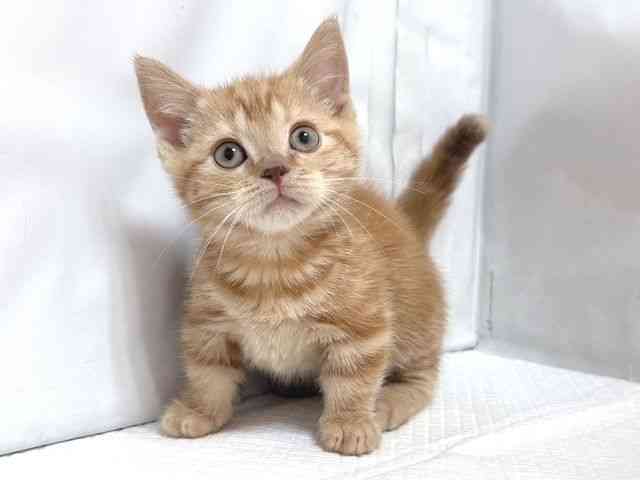 大阪府のマンチカン (ひごペットフレンドリー堺プラットプラット店/2025年8月28日生まれ/女の子/レッドタビー)の子猫の2枚目の画像