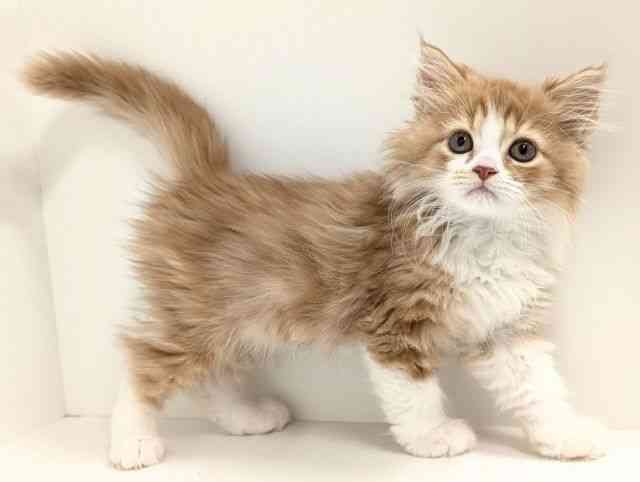 福岡県のラガマフィン (ひごペットフレンドリーリバーウォーク北九州店/2025年8月28日生まれ/男の子/レッドタビーホワイト)の子猫の2枚目の画像