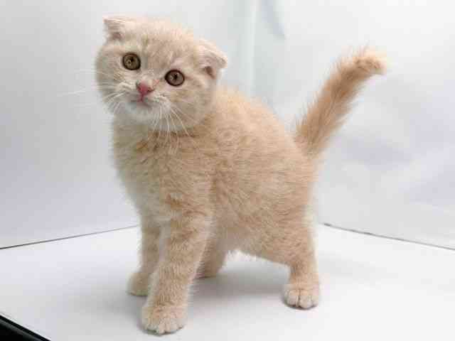 京都府のスコティッシュフォールド (ひごペットフレンドリー洛北阪急スクエア店/2025年8月29日生まれ/男の子/クリームタビー)の子猫の2枚目の画像